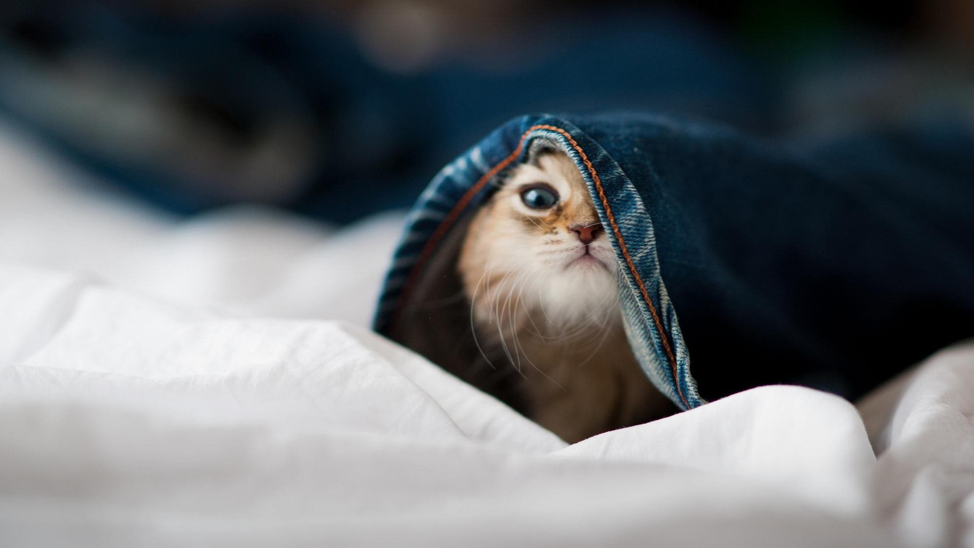 手术刀与标本，石宇奇如何将日本队解剖于赛场之上