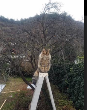 历史性夜晚上演，比利时击败挪威稳固世界排名