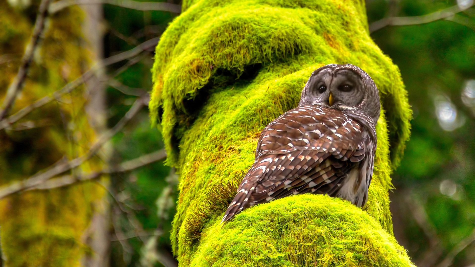 唯一的不败主场，心跳归零前，马刺压哨绝杀步行者
