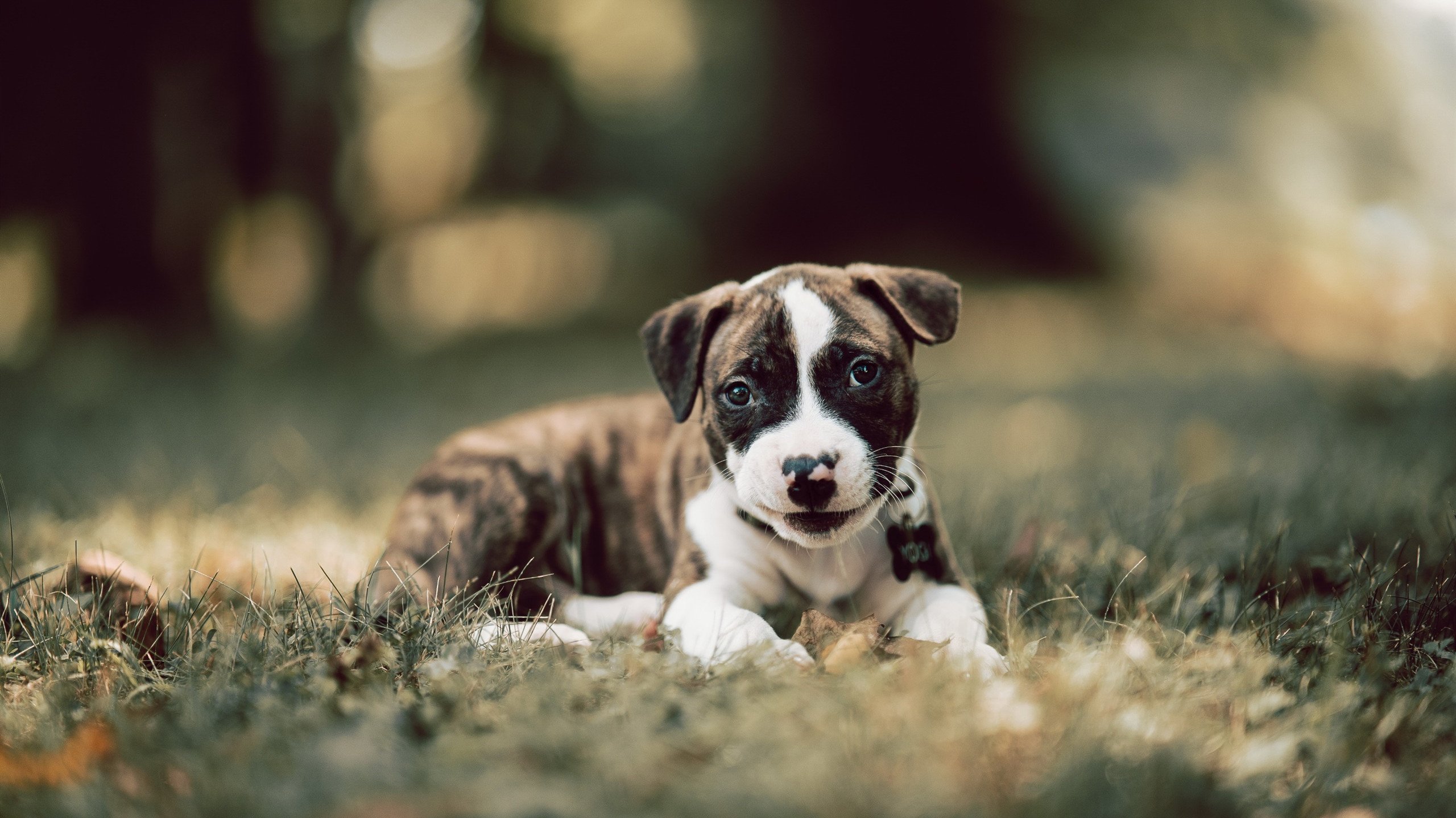 绿茵场上的双重奏，内马尔爆发与皇家社会绝杀罗马的非凡一夜