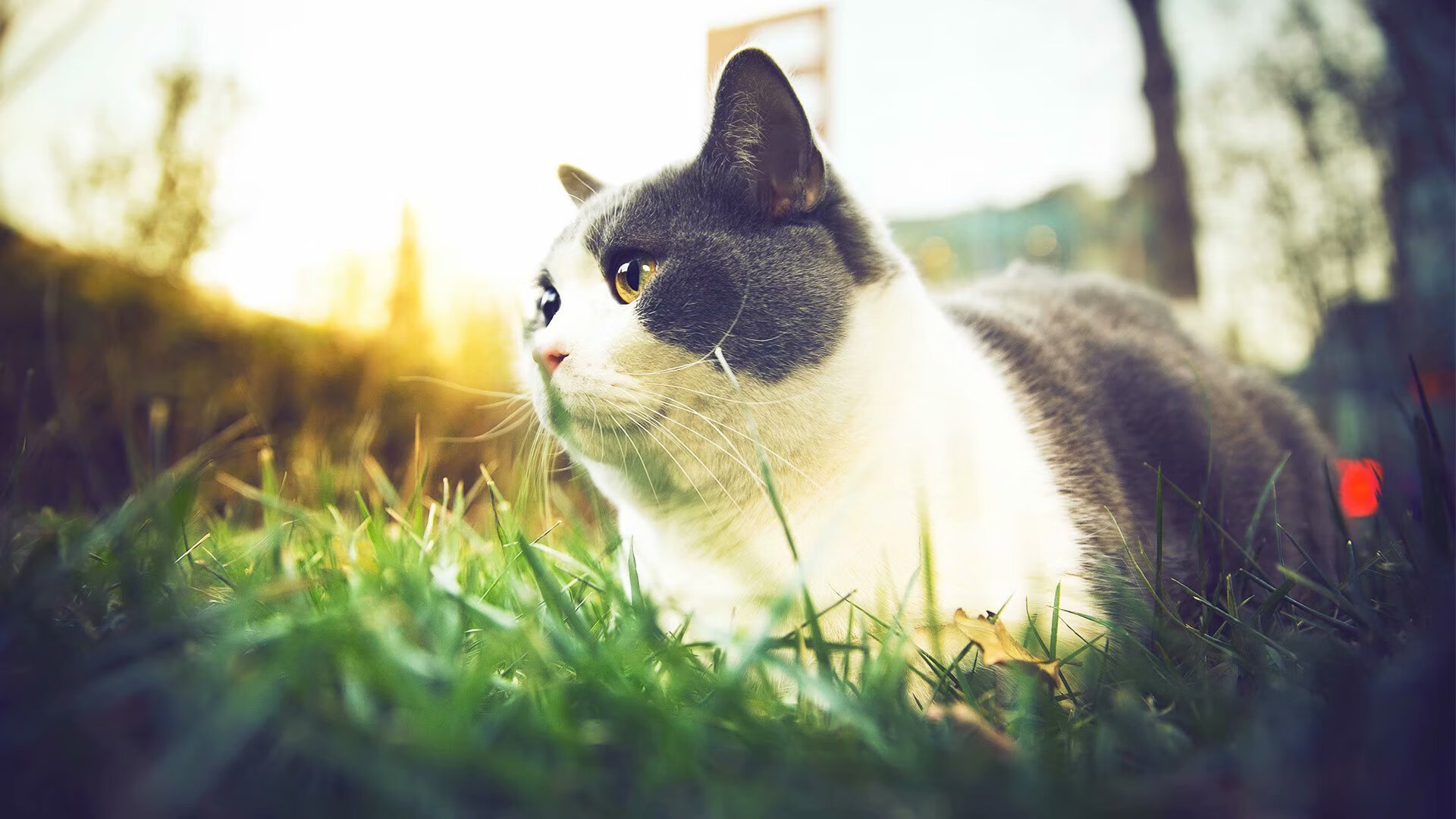 戈麦斯一锤定音，曼联战术纪律稳稳拿下南美劲旅