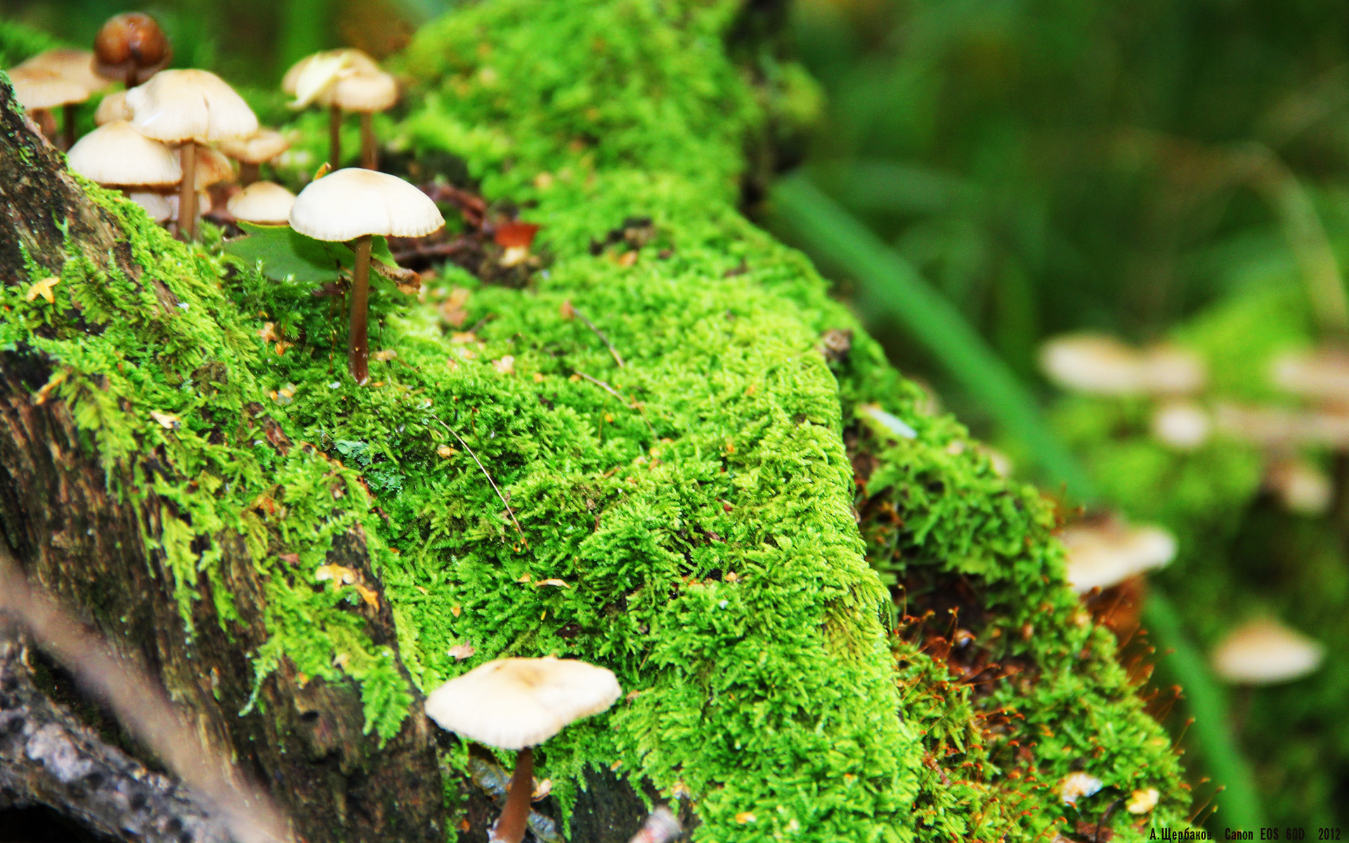 贝恩末节三分雨浇灭上海反击，国王团队篮球客场完胜