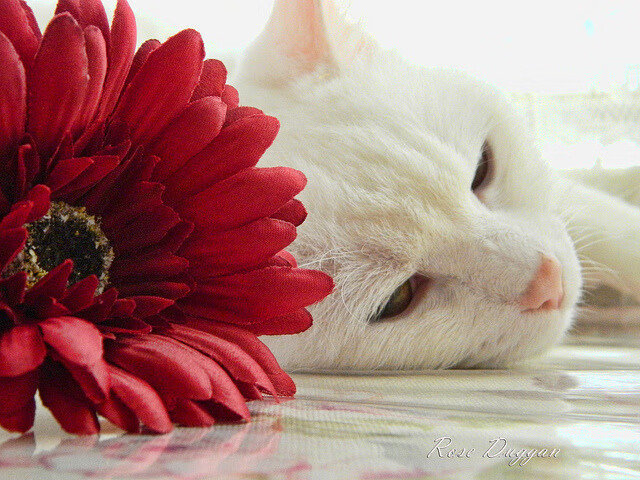 冰封烈焰，总决赛颠覆之战，活塞如何用钢铁防守掀翻天赋鹈鹕