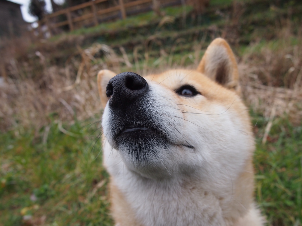 奥运周期暗战，奇才力克爵士背后，五个国家队席位在浮动