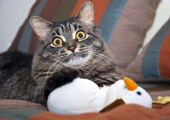 武切维奇苏醒之夜,当步行者的末节风暴卷走岭南旌旗