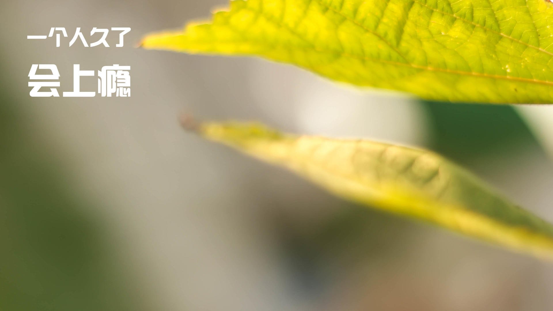 足球双重奏，巴拉圭生死战攻克巴黎，佩德里国家德比展现统治力