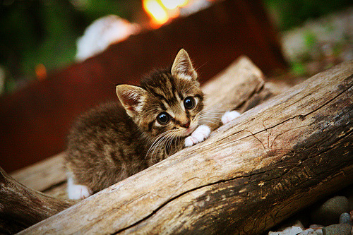 绿茵赛道上的车手,黄喜灿以F1式统治力点燃揭幕战之夜