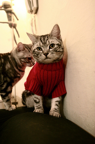 布克以无争议表现击碎湖人星光