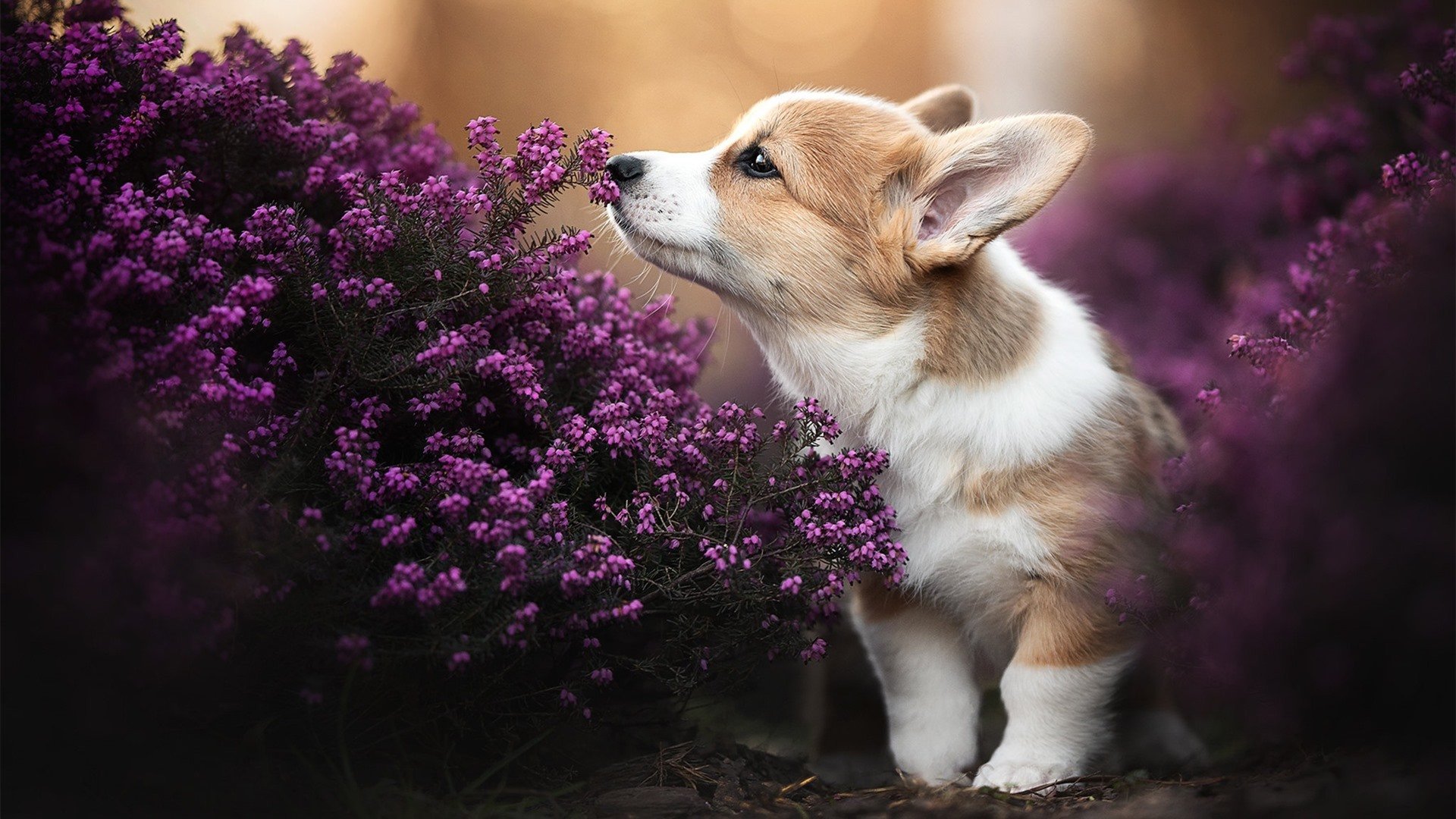 翡冷翠之夜，当尤文图斯在墨西哥高原晋级，梅西于欧冠决赛接管比赛