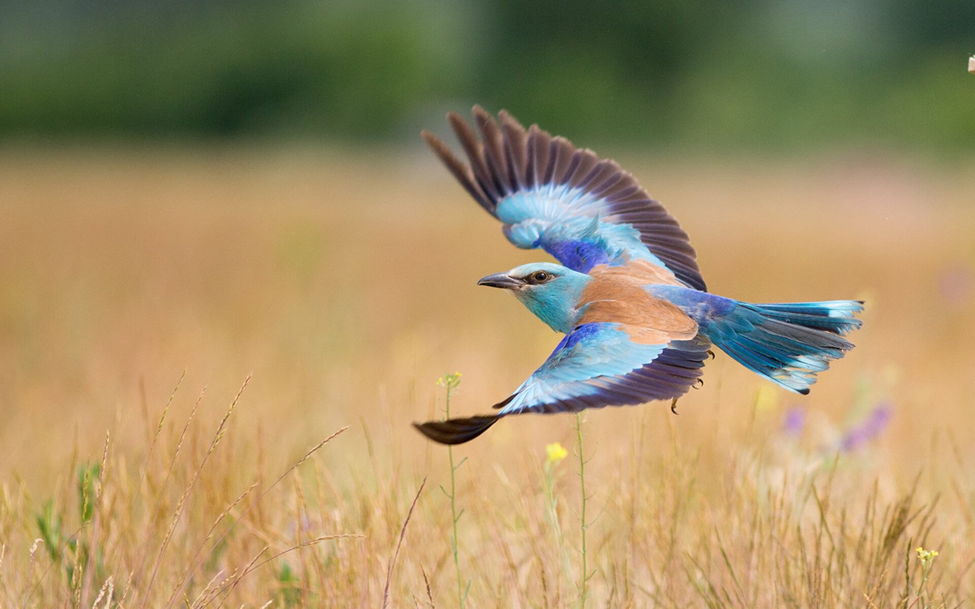 极限压哨,当德罗赞驶入胜利弯道