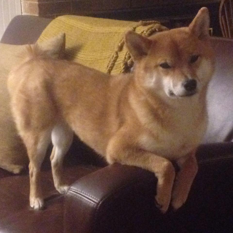 平行世界的绿茵风暴，当英超争冠逻辑降临CBA，北京队如何用战术革命完胜新疆？