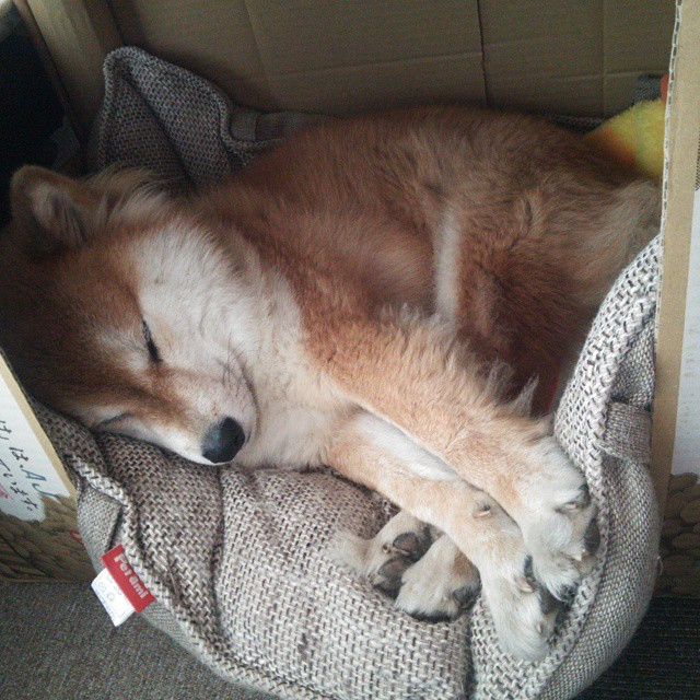 金色三叶草映照铁血烈日，当凯尔特人力克浙江队，见证杜兰特式硬仗基因