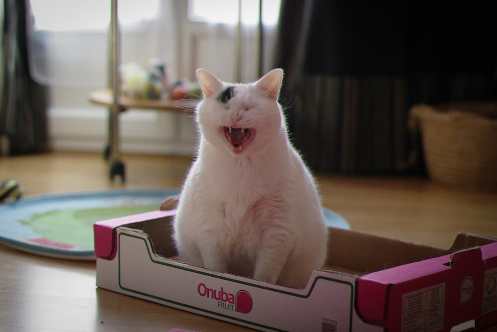 掘金高原洪流冲垮鹈鹕防线，小贾伦·杰克逊何以成为破局关键先生？