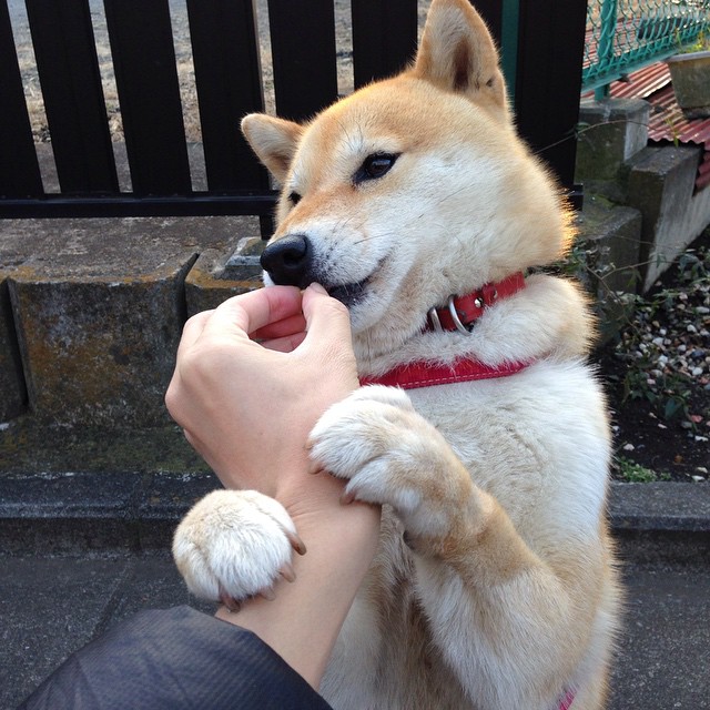 巅峰对决！美国队狂潮席卷北境，年度焦点之战改写冰球史