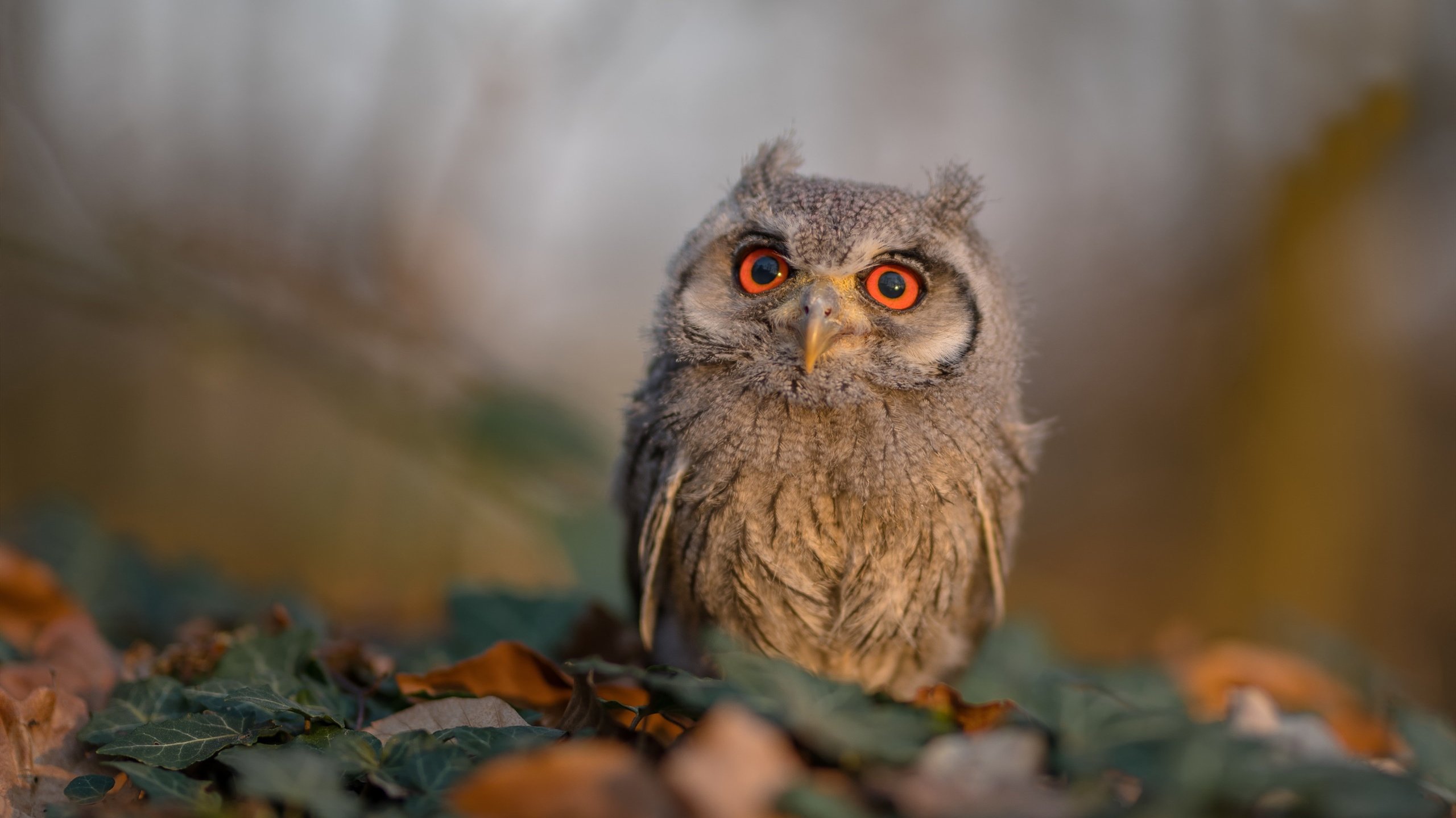 阿拉巴彻底打爆防线，阿森纳争冠战苏格兰客场胜出，枪手欧冠之路再进一步