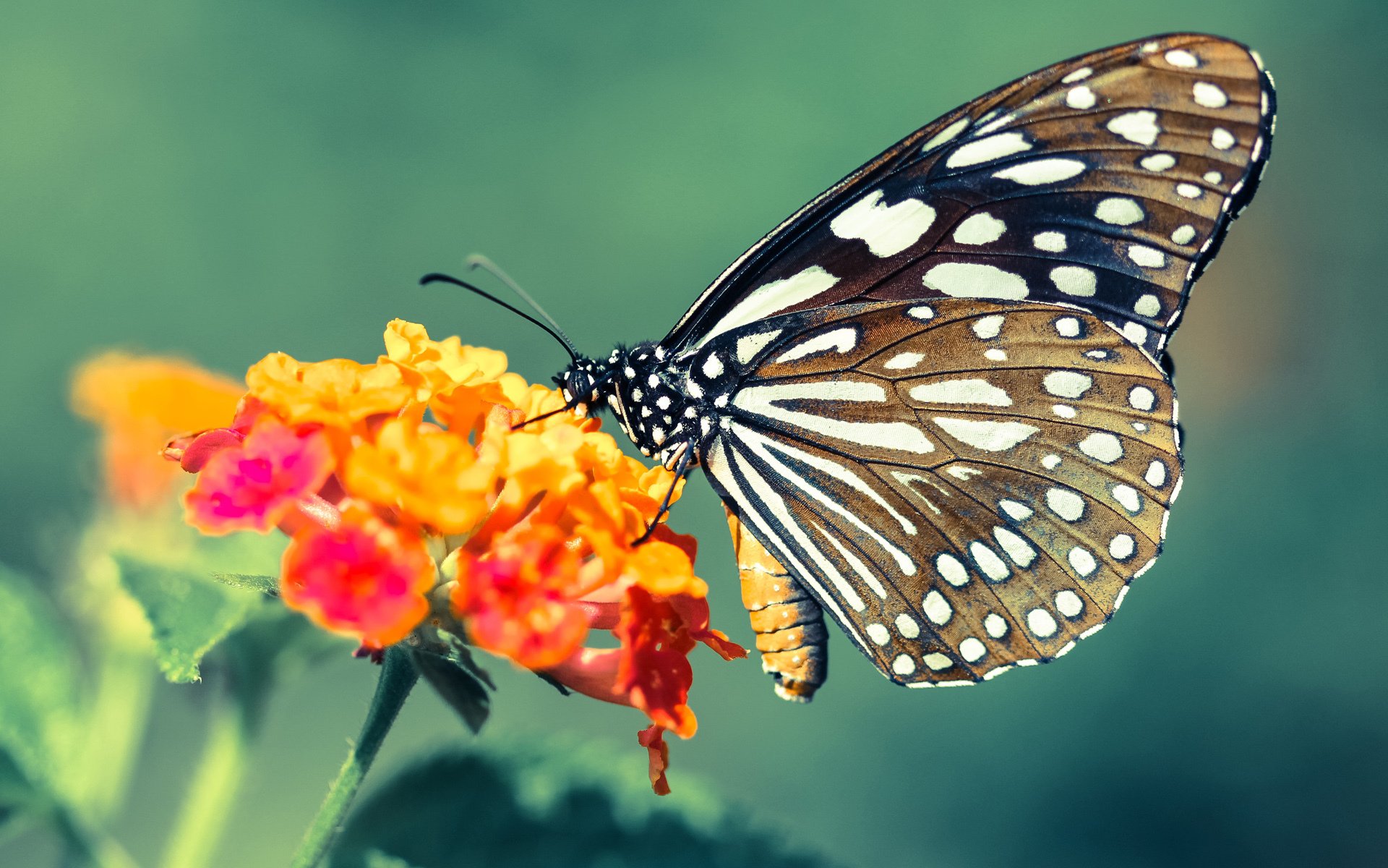 北境狼烟遇机械城，伦纳德阴影笼罩双城记