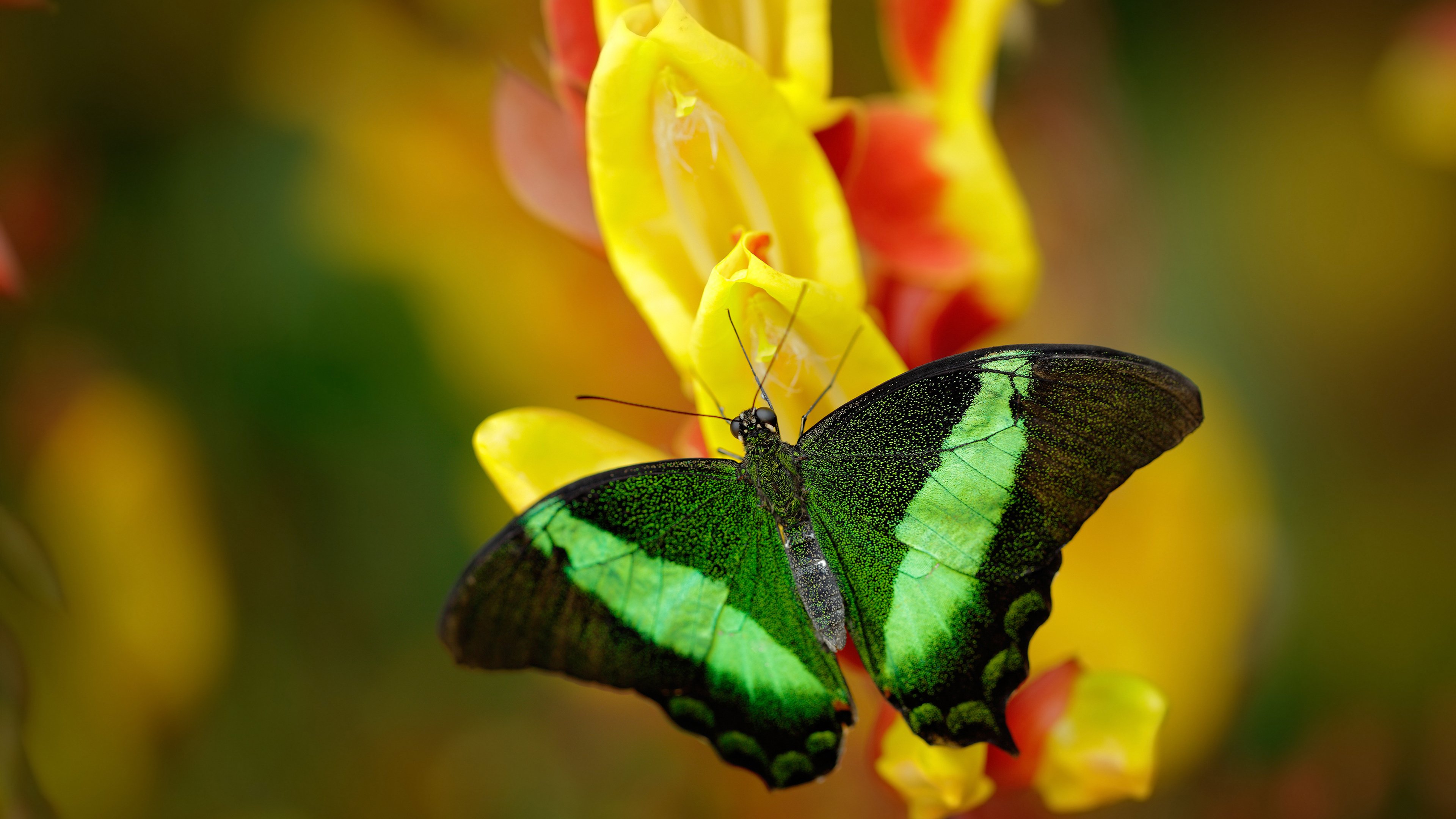 东方密码与西方魔法,当迪巴拉的左脚遇见日本的胜利公式