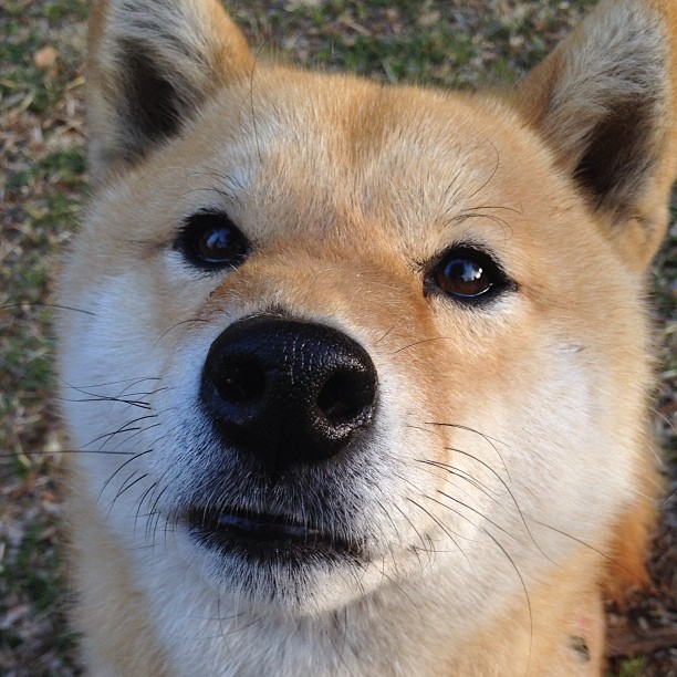 银箭破晓圣城加冕—当F1争冠悬念终结于篮球场的统治力