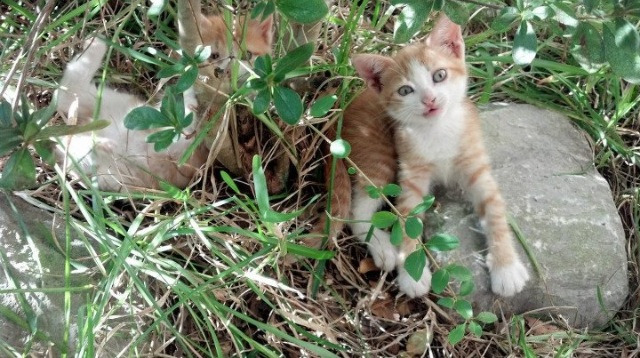 以詹为鉴，新疆队如何效仿詹姆斯节奏掌控，关键战突围步行者