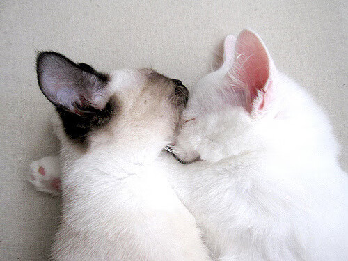 篮球场上的F1速度，莫兰特如赛车手般接管揭幕战，开拓者击溃火箭迎开门红